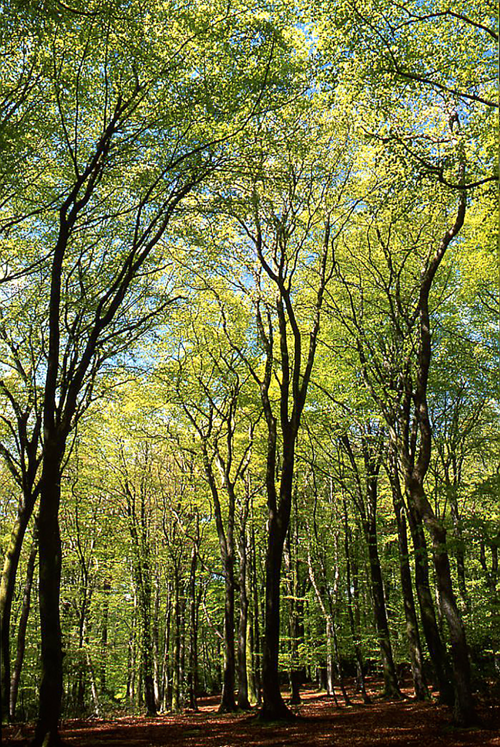 Spring Green Glade, Bramshaw Wood